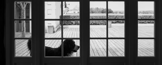 Black and white dog through a glass door
