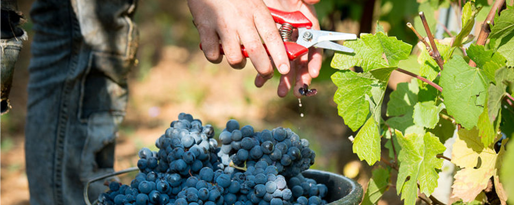 select right date to harvest
