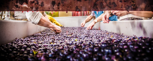 hands sifting through grapes