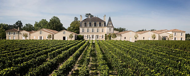 Vineyard in Bordeaux