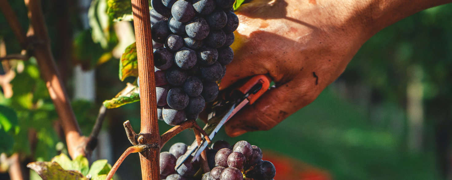 close up of hands snipping a bunch of grapes