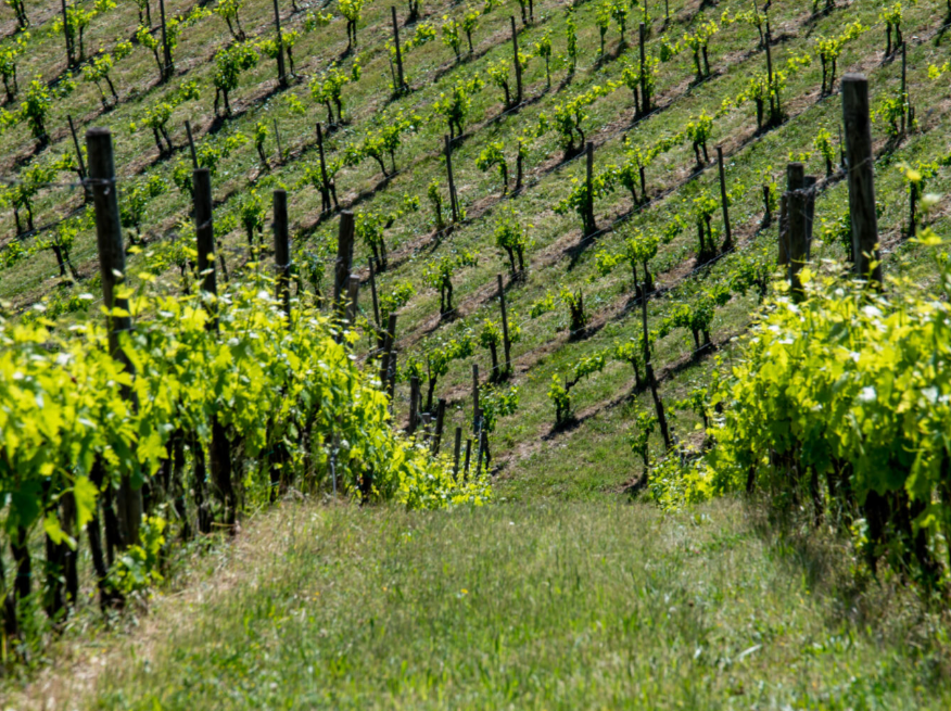 Le Ragnaie 2021 Releases