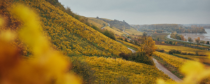 German vineyard in an arial view