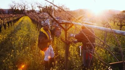 Two men talking in a vineyard