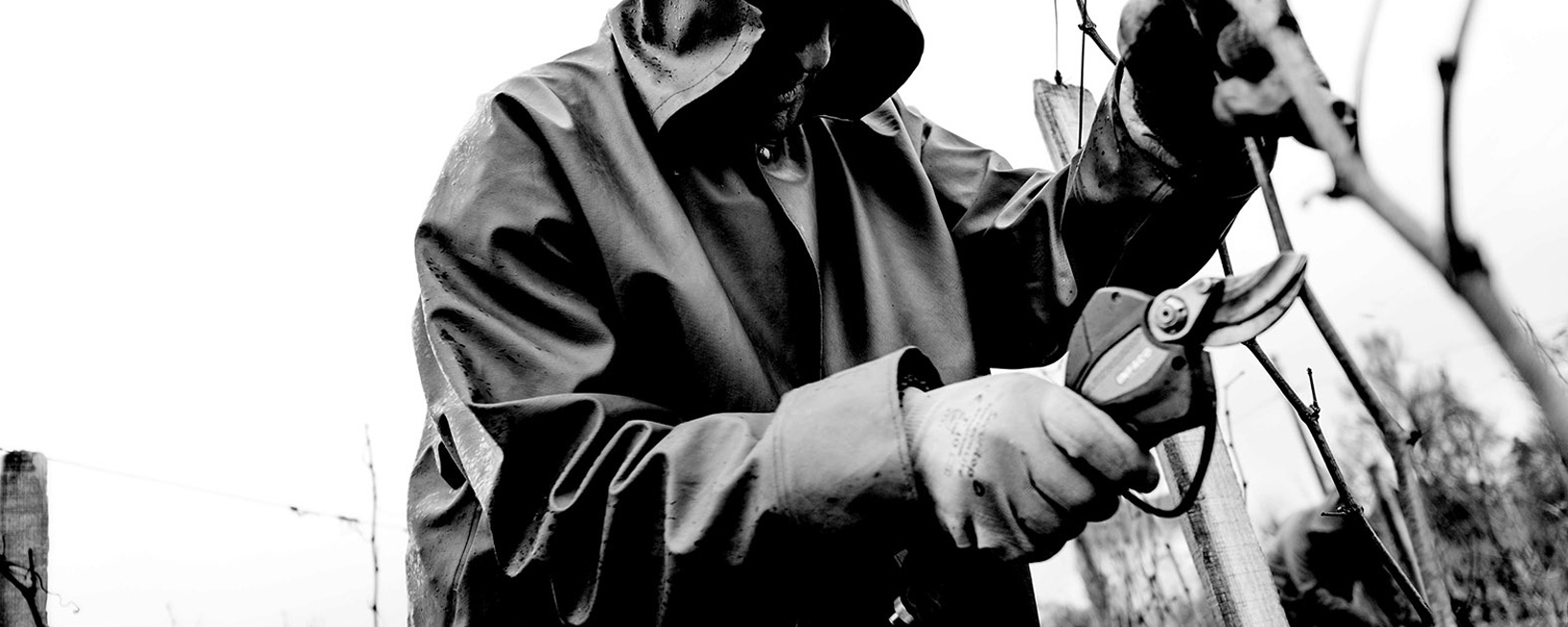 cutting vines in the rain