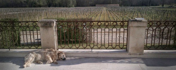 dog lying on a balcony