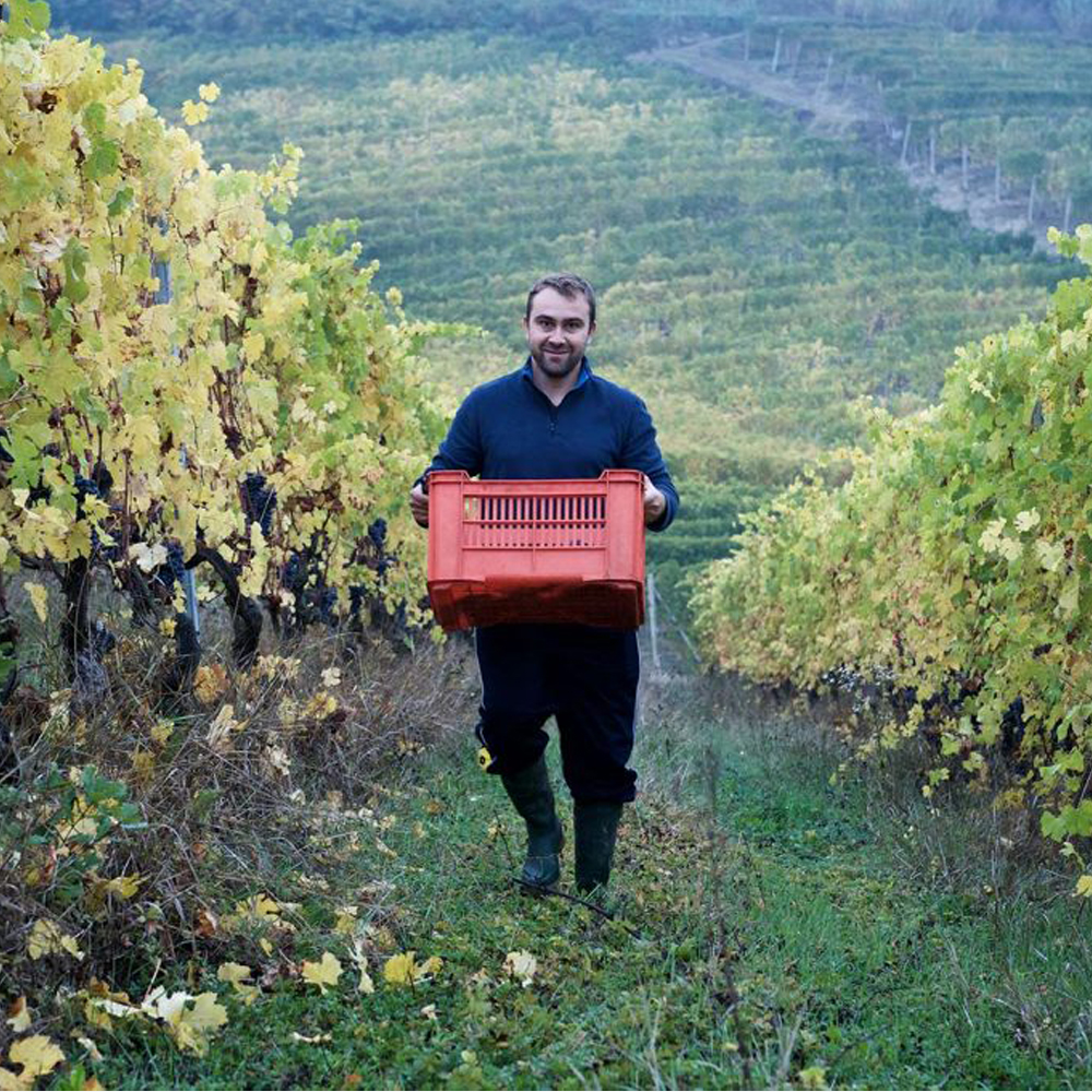roagna carrying a crate in a vine field