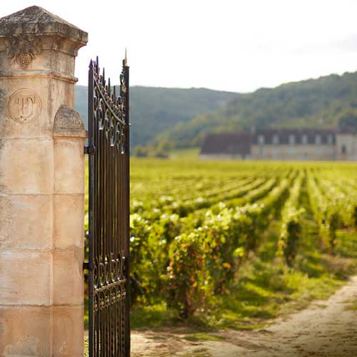 Vineyard with a gate