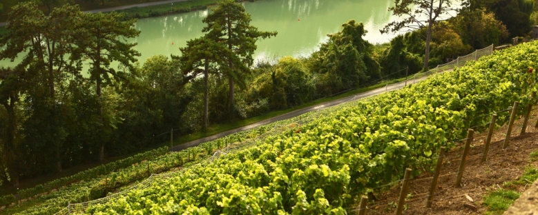 Philipponnat vineyard looking downhill