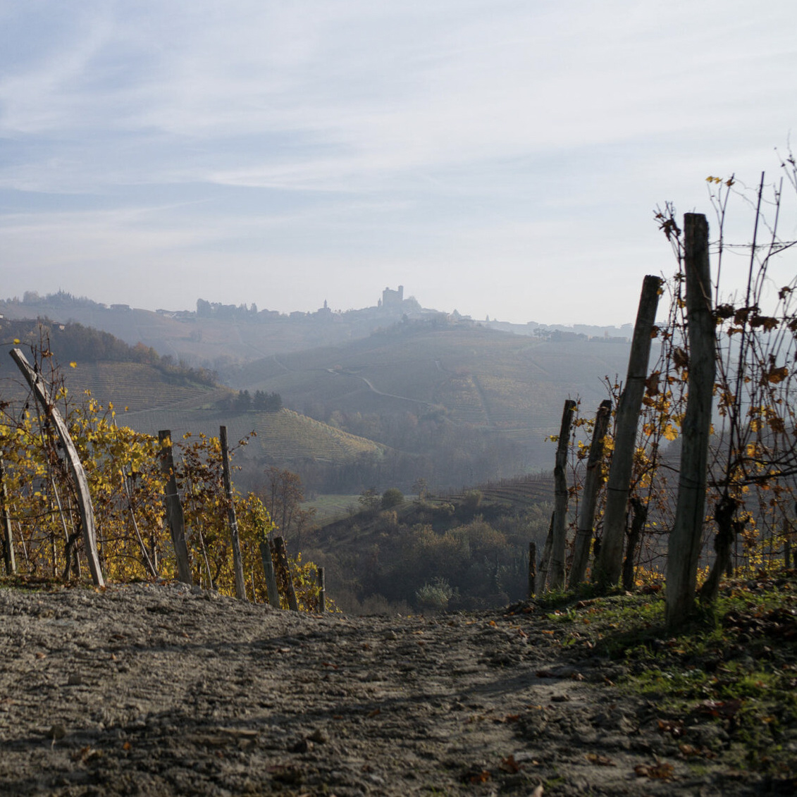 vineyards with mountains in the background