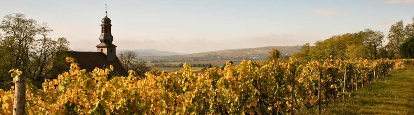 Vineyard and tower