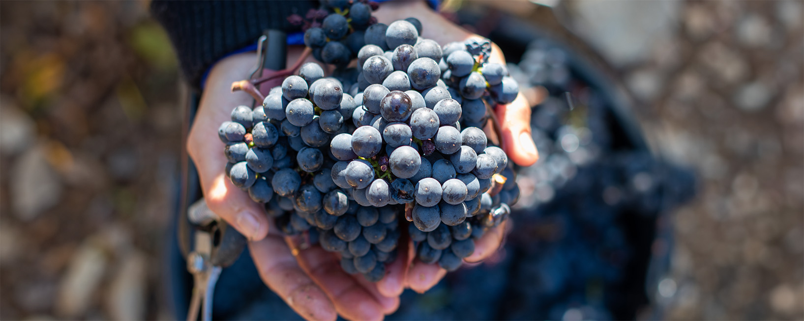 Almost perfectly ripe grapes