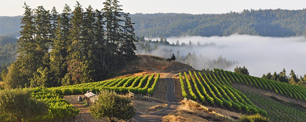 aerial shot of vineyard with fog