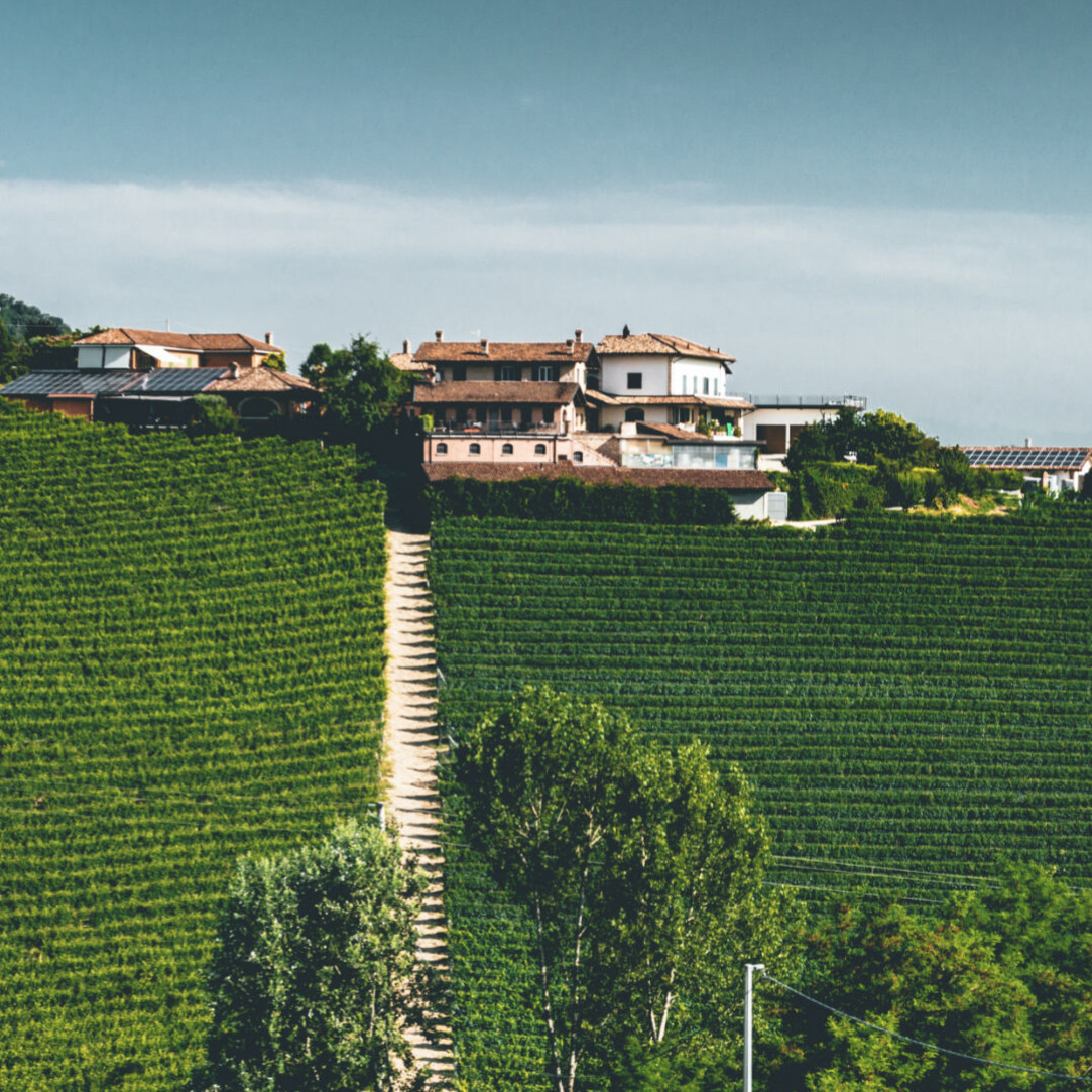 piedmont vineyard