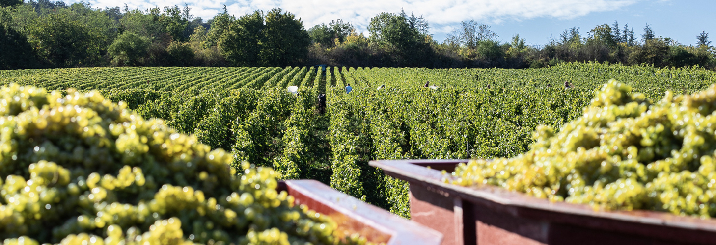 Burgundy wine
