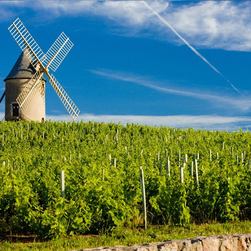 Vineyard with a windmill in the Beaujolais region