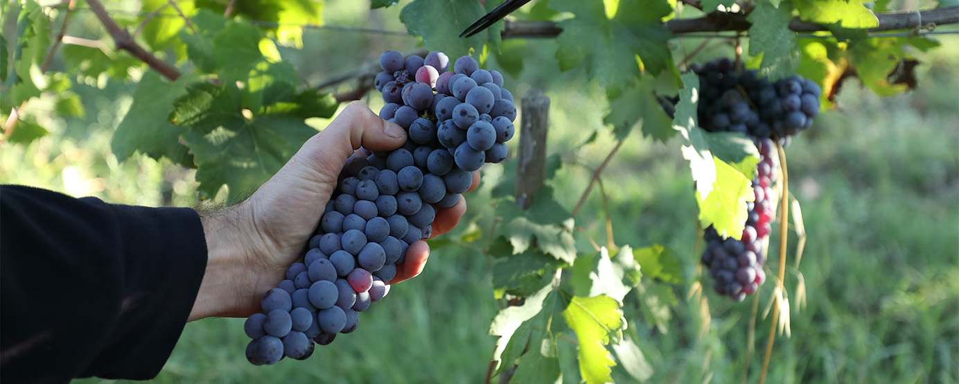 A person picking up a bunch of grapes