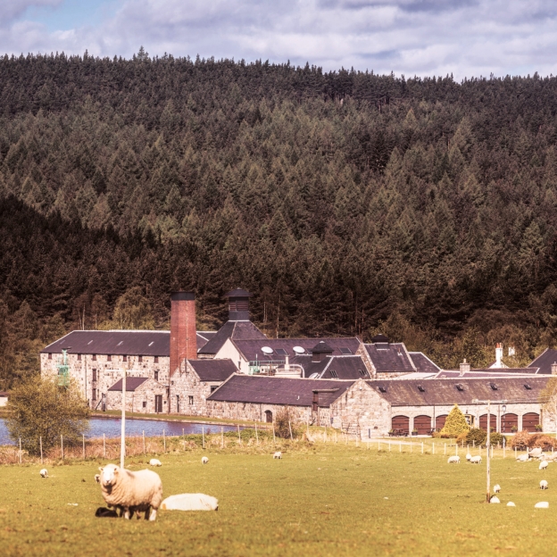 Royal Lochnagar