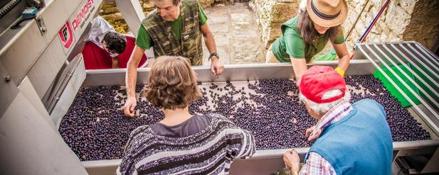 people and grapes