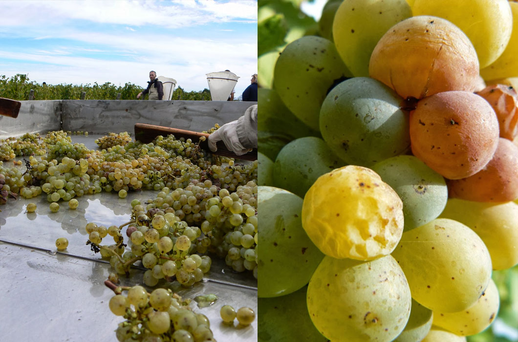 Grapes being harvested