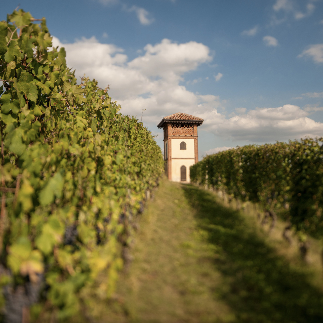 italian vineyard with tower