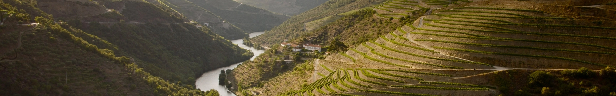 River and vinyards