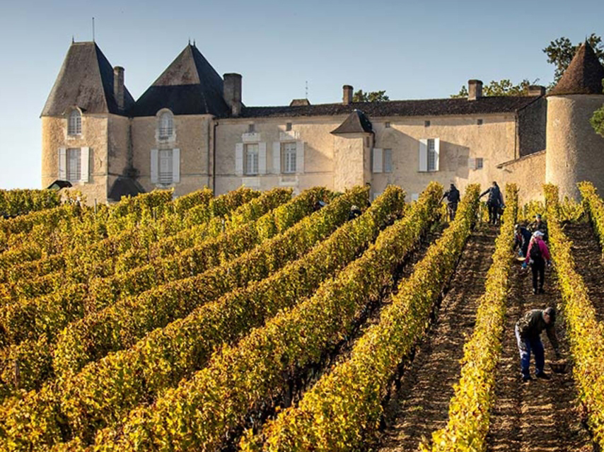 People picking grapes, SAUTERNES & BARSAC