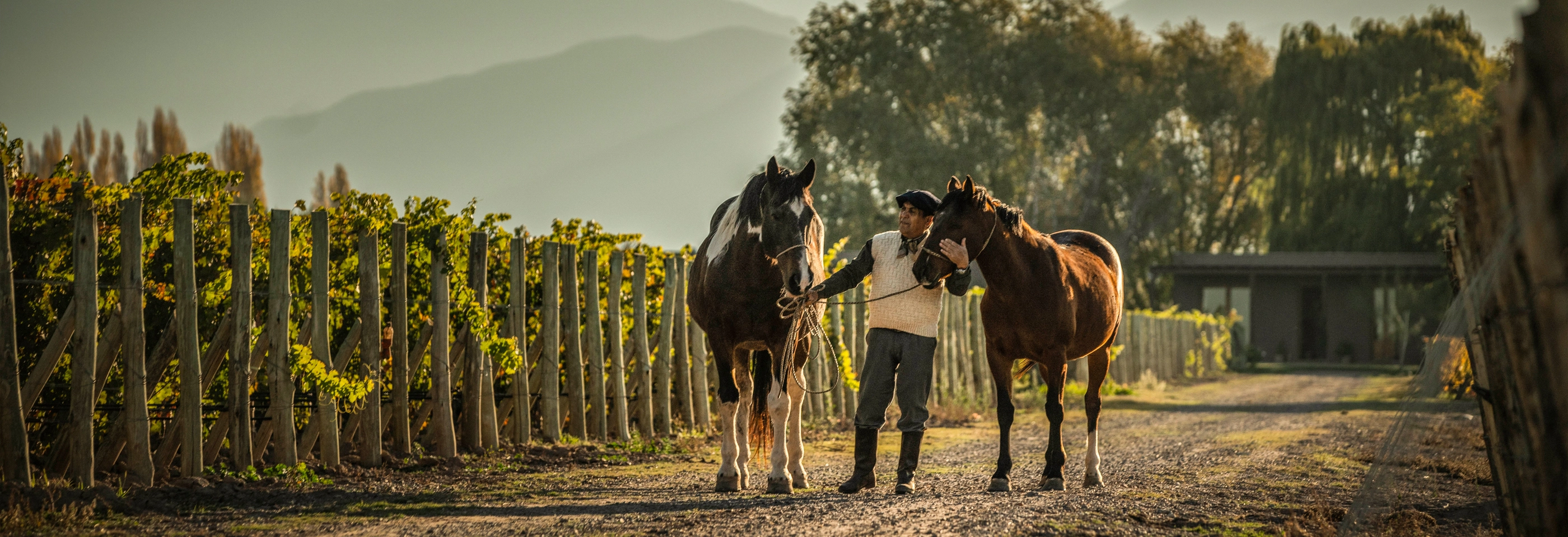 horses in the andes vineyard