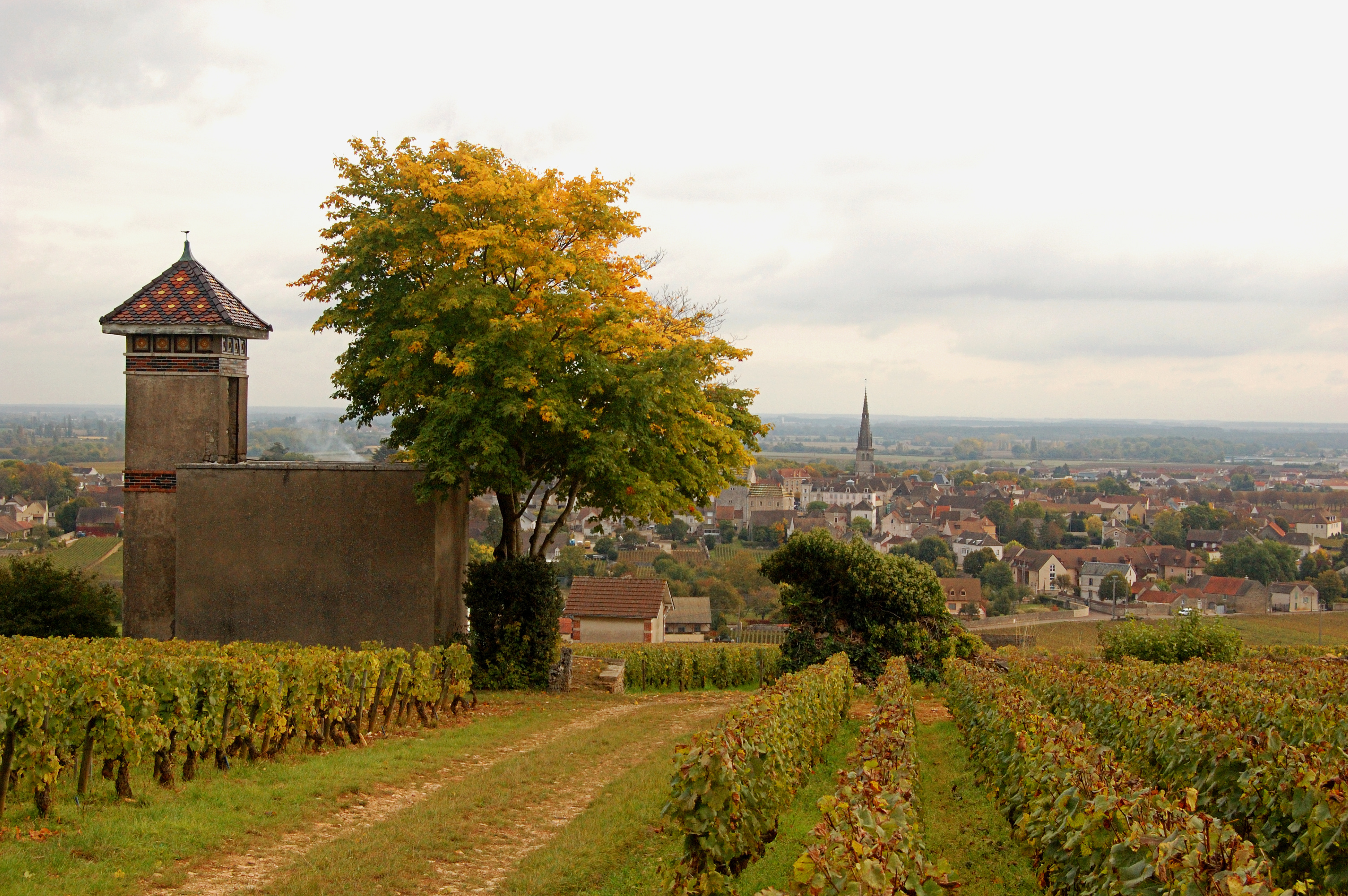 green and yellow fields with an old tower in french village of meursault