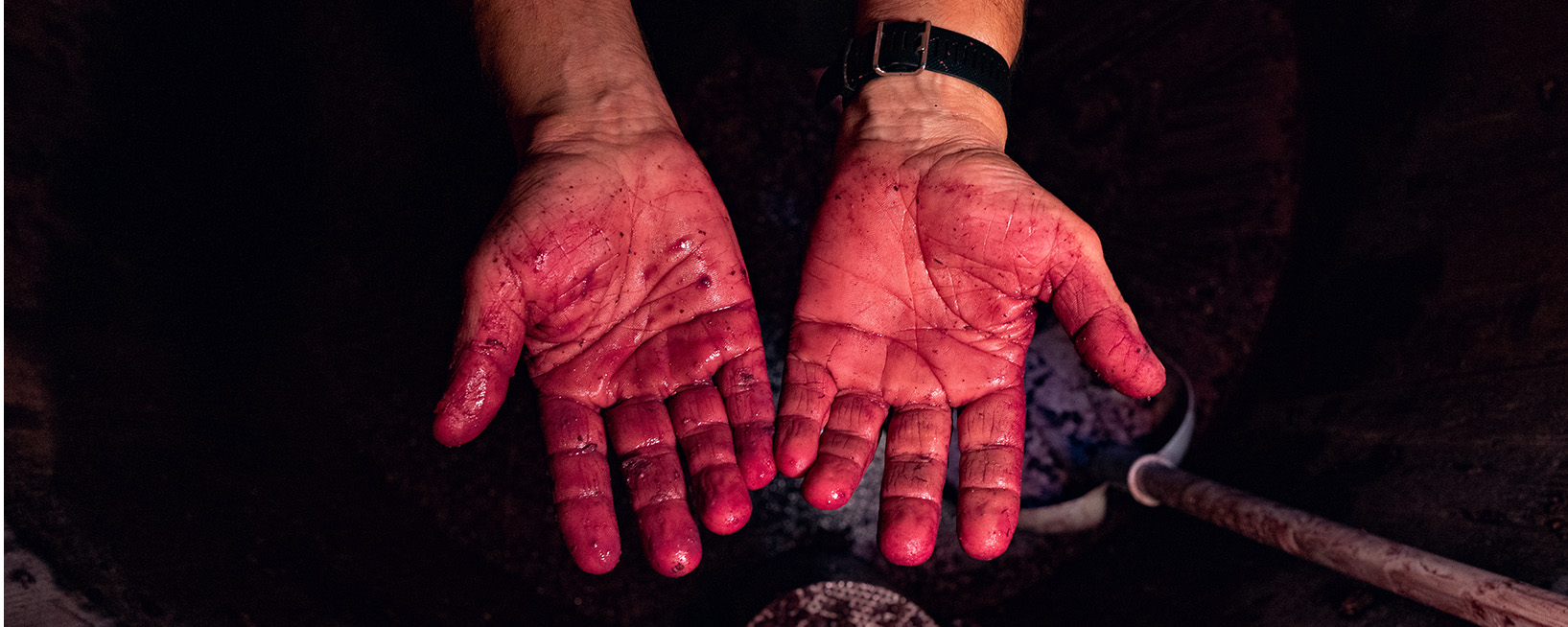 Vinification