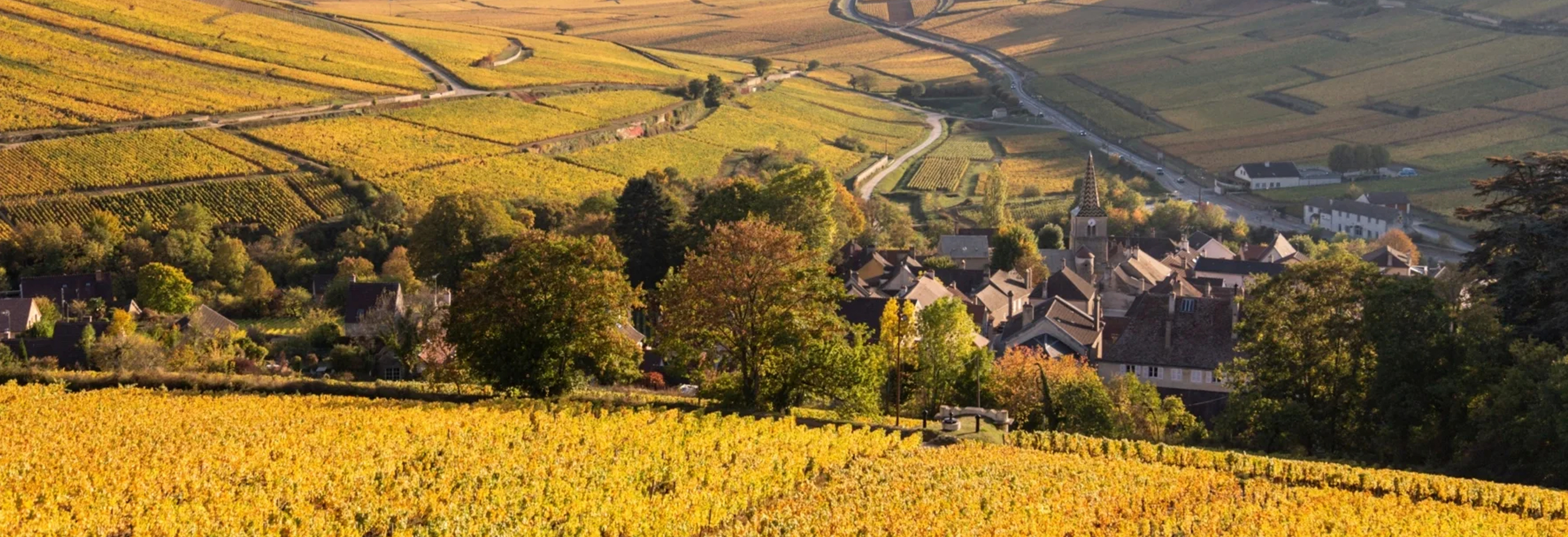 Remi Rollin vineyard