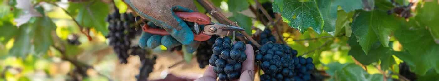 a person cutting a grape bunch