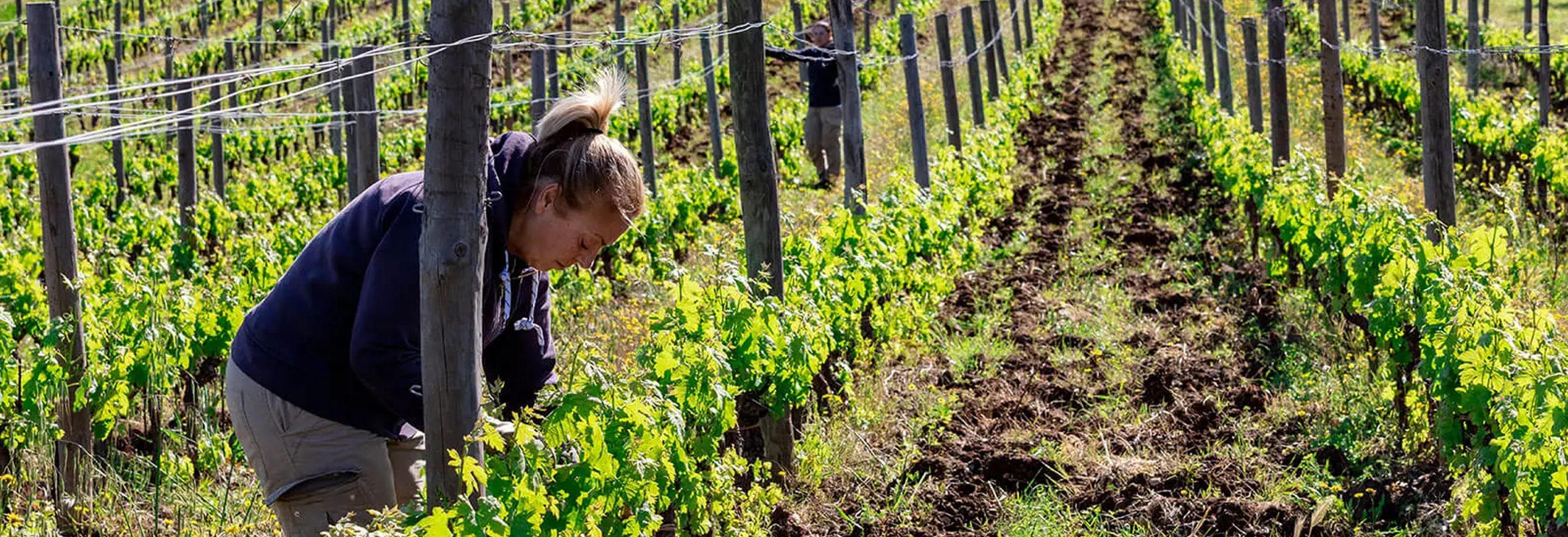 Picking in the field