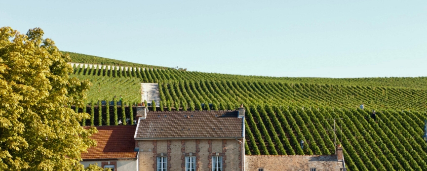 The Philipponat vineyard up a hill and some building in the foreground