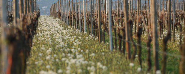 vineyard