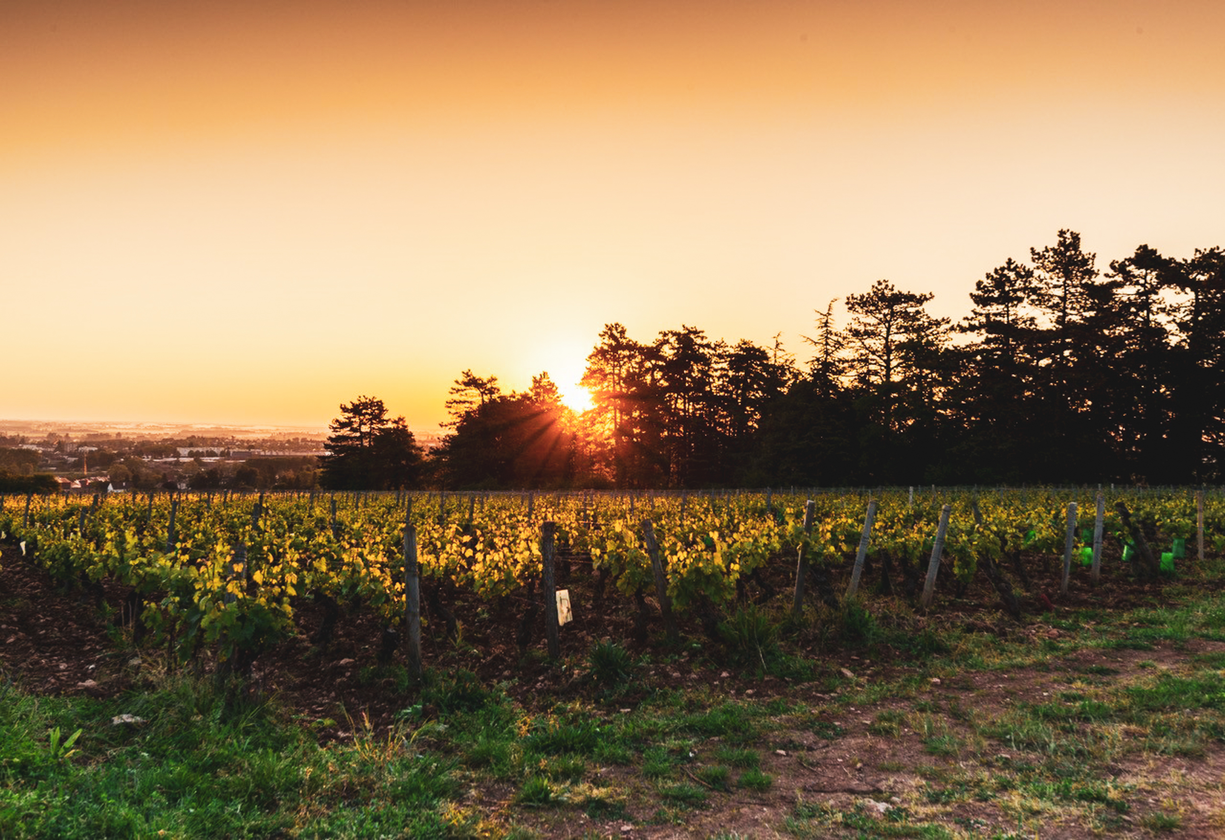 Sun setting over vineyard
