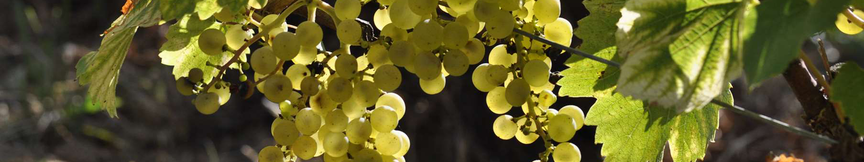 white grapes