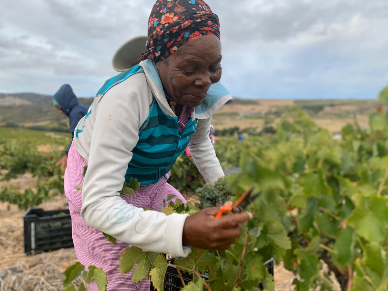 Woman harvesting grapes
