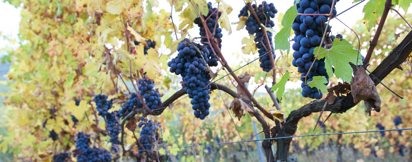 Bunch of grapes on a vine