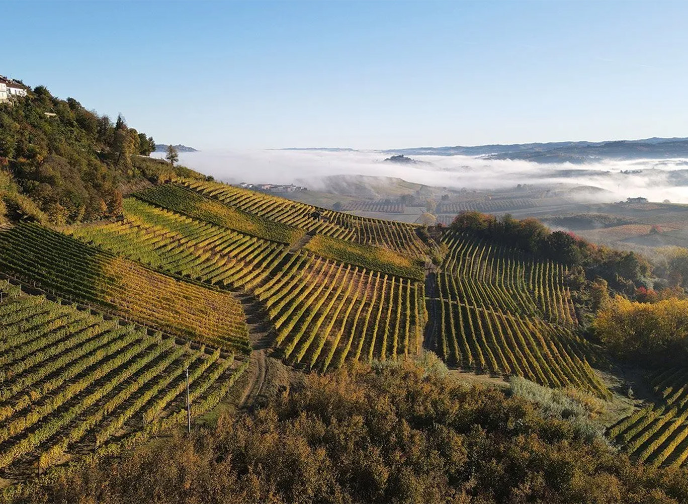 Arial view of a Piedmont vineyard