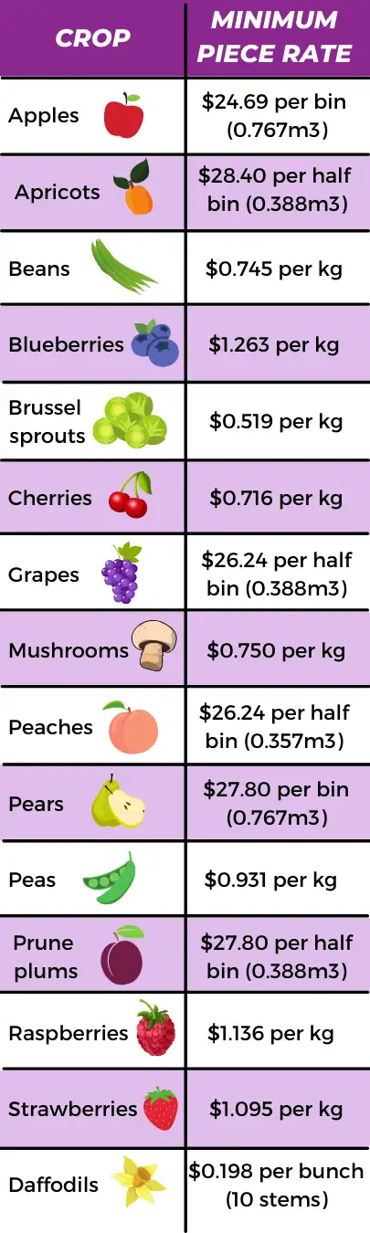 A two-column table titled "Minimum Piece Rates" lists the minimum pay rates for 15 agricultural items. The rates are: apples at $24.69 a bin, apricots at $28.40 a ½ bin, beans at $0.745 a kg, blueberries at $1.263 a kg, brussel sprouts at $0.519 a kg, cherries at $0.716 a kg, grapes at $26.24 a bin, mushrooms at $0.750 a kg, peaches at $26.24 a bin, pears at $27.80 a bin, peas at $0.931 a kg, prune plums at $27.80 a ½ bin, raspberries at $1.136 a kg, strawberries at $1.095 a kg, daffodils at $0.198 a bunch (10 stems). All rates include vacation pay, except the rate for daffodils.