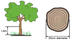 Illustration showing the how to measure the size of a tree