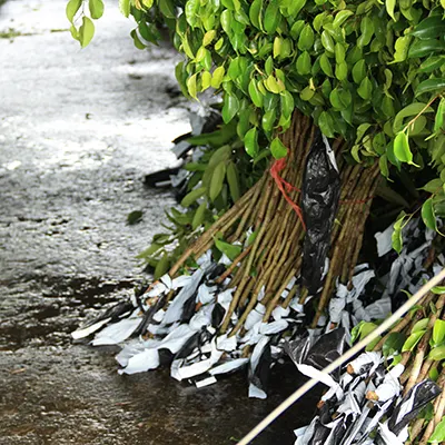 Ficus cuttings
