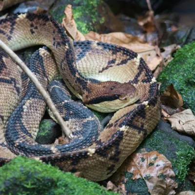 bushmaster 11