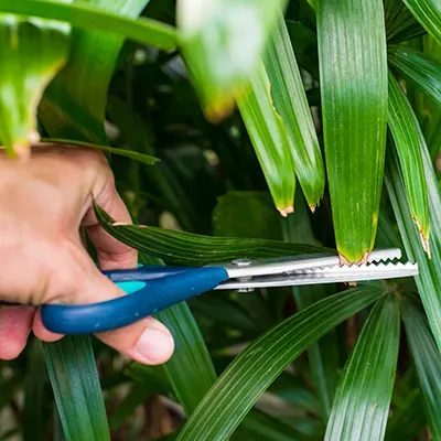 Rhapis Excelsa, Lady Palm – Plant Drop