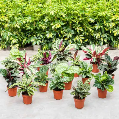 Wie pflege ich die Calathea? Unsere Tipps und Tricks | Nieuwkoop Europe