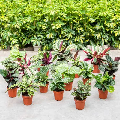 Calathea soorten