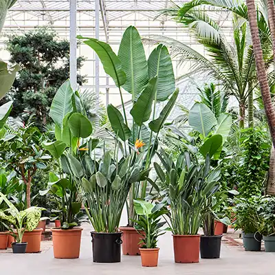 Strelitzia: alles ber die Pflege dieser Pflanze | Nieuwkoop Europe