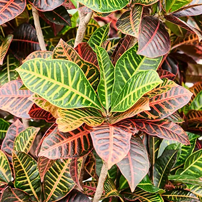 croton snoeien en voeding