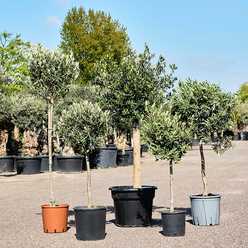Olea europaea aanbieding 2025